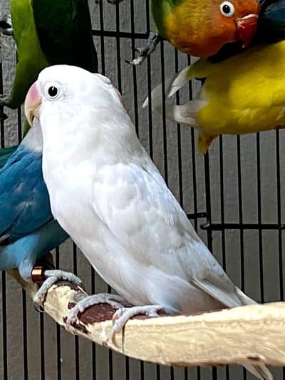 love bird pairs