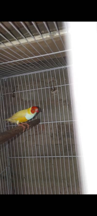 Latino goldian breedar male