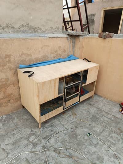 16 kabootar with  cage