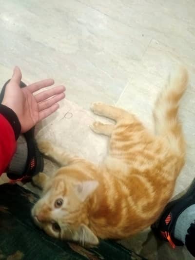 persian single coat orange cat