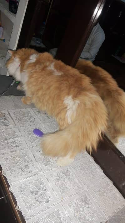 tripal code cat female