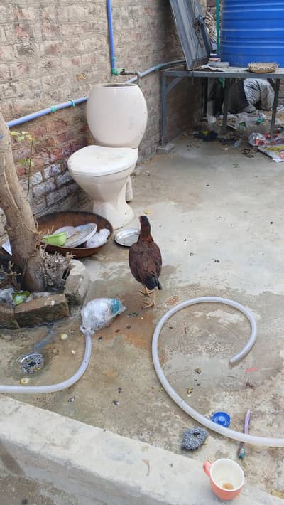 3 murgi 2 bacha 1 ya 2 month ka ga