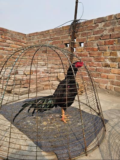 Mianwali Aseel Patha