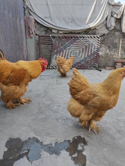 golden buff breader pair