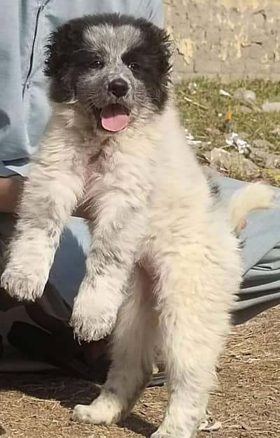 Central Asian Shepherd | King alabai | alabai dog | alabai puppies