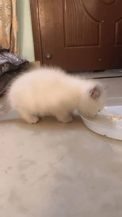 Persian kitten