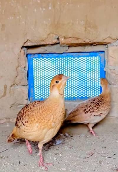 pure irani teetar pair hand tame