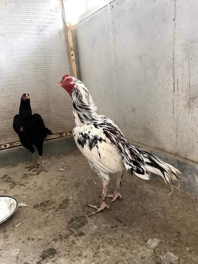 Aseel Lasani Mushka Pair