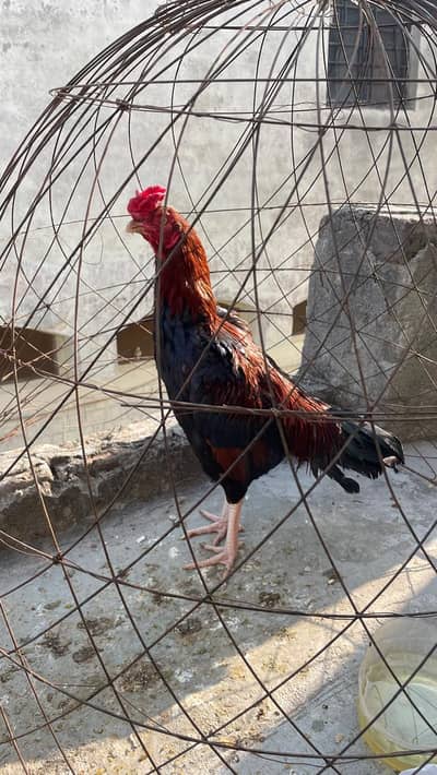 killi taaj wala pure aseel murgha