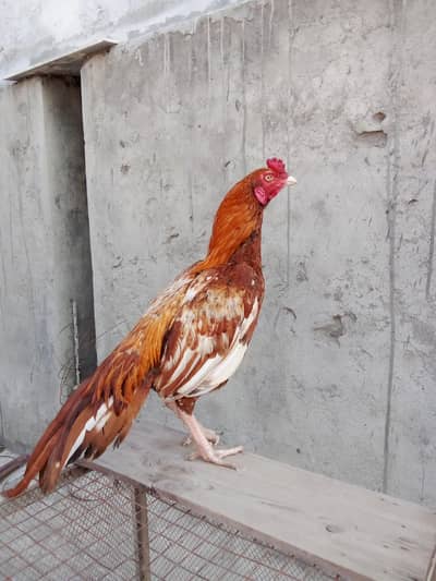 achey quality wali chez ha mazboot jor ha  0317.968. 2115