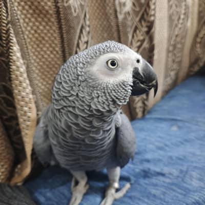 African Grey Parrot