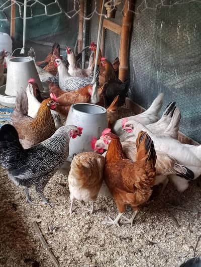 Golden Misri Desi hens | Desi murgi | Egg laying hens