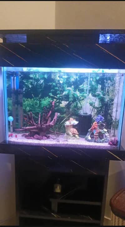 2 feet aquarium urgent for sale complete setup with fishes