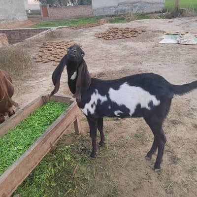 | Pure beetal goat | nagri confirmed gabhan | Desi goat kali dabi