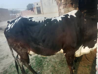 تازا سوئی ھے