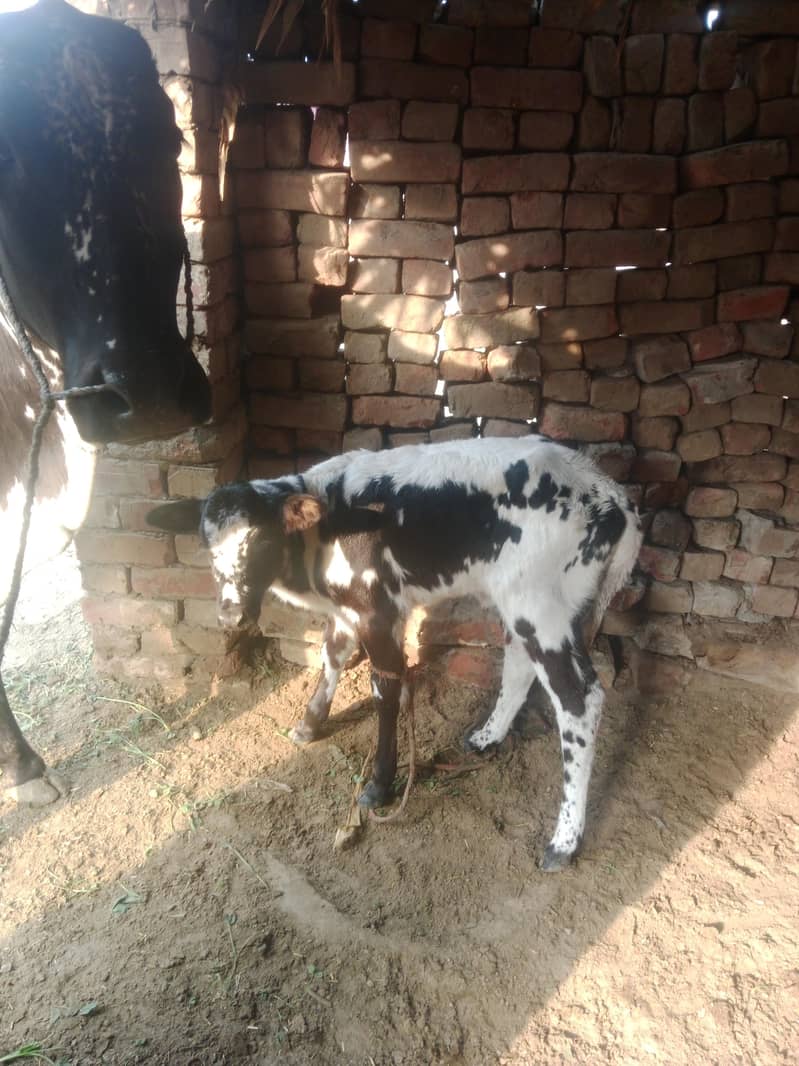 تازا سوئی ھے 1