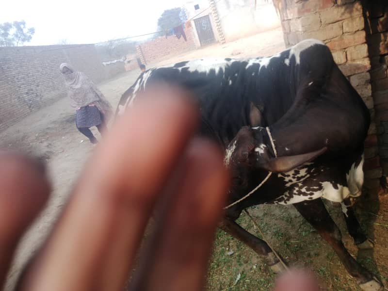 تازا سوئی ھے 3