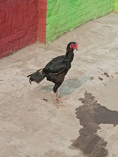 10/10 condition and full aseel