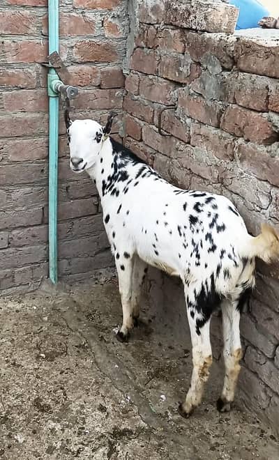 Khasi bakra