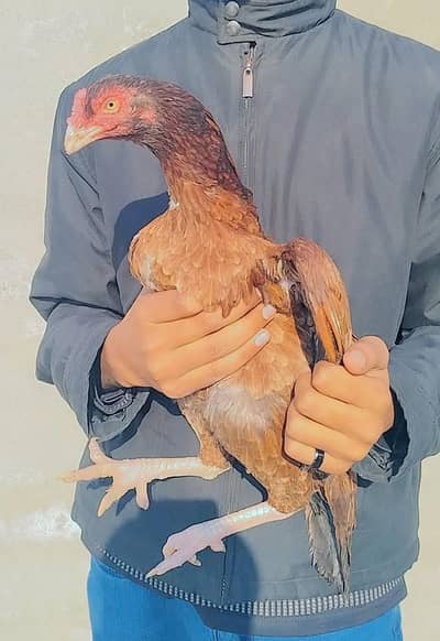 Aseel murgian forsale