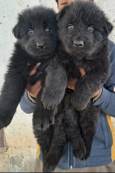 black German Shepherd pair for sale