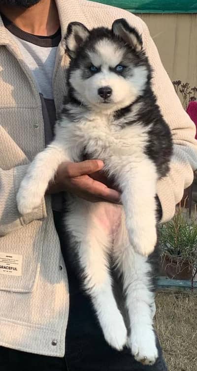 Husky puppy