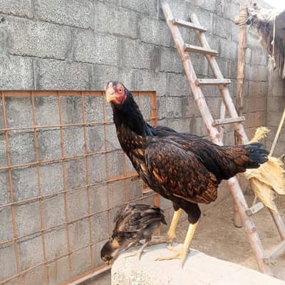 aseel hen with 4 chicks