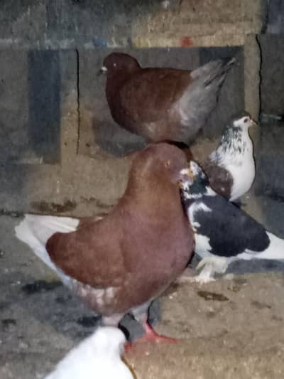 modina pigeons king size