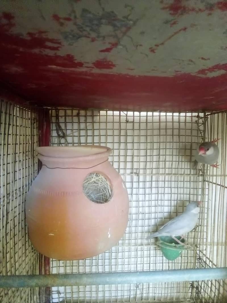 Silver Java  fresh Breeder pairs 0