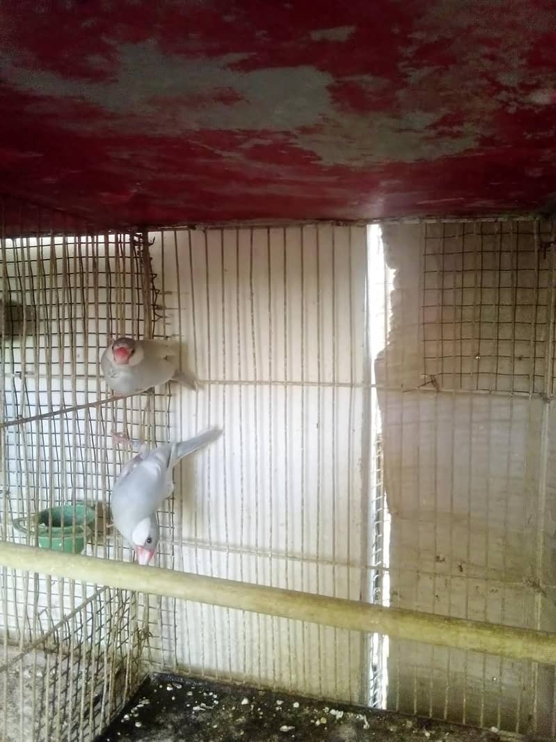 Silver Java  fresh Breeder pairs 1