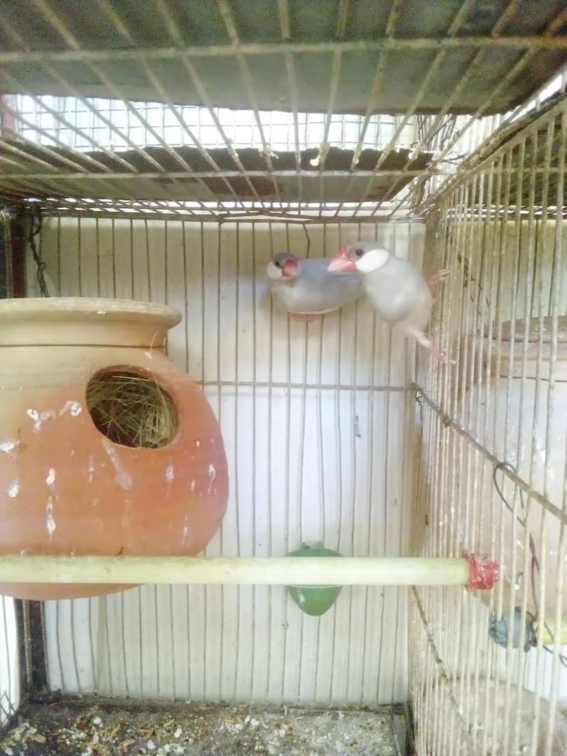 Silver Java  fresh Breeder pairs 2