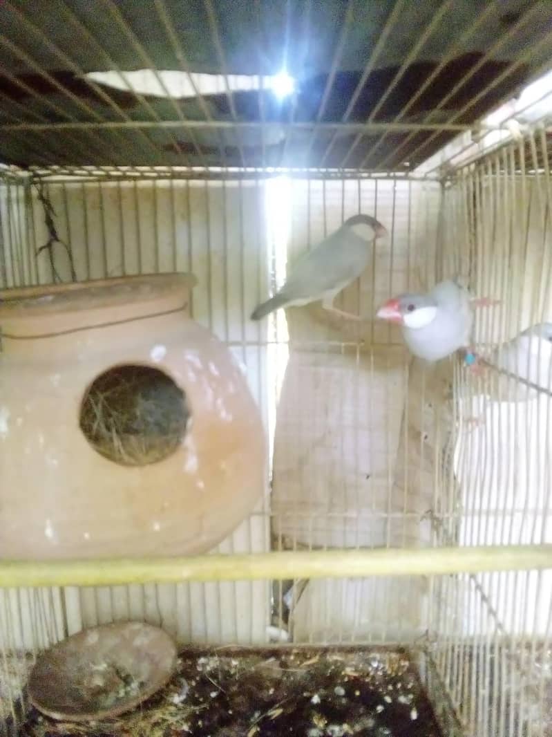 Silver Java  fresh Breeder pairs 3