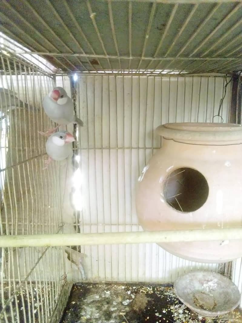 Silver Java  fresh Breeder pairs 4