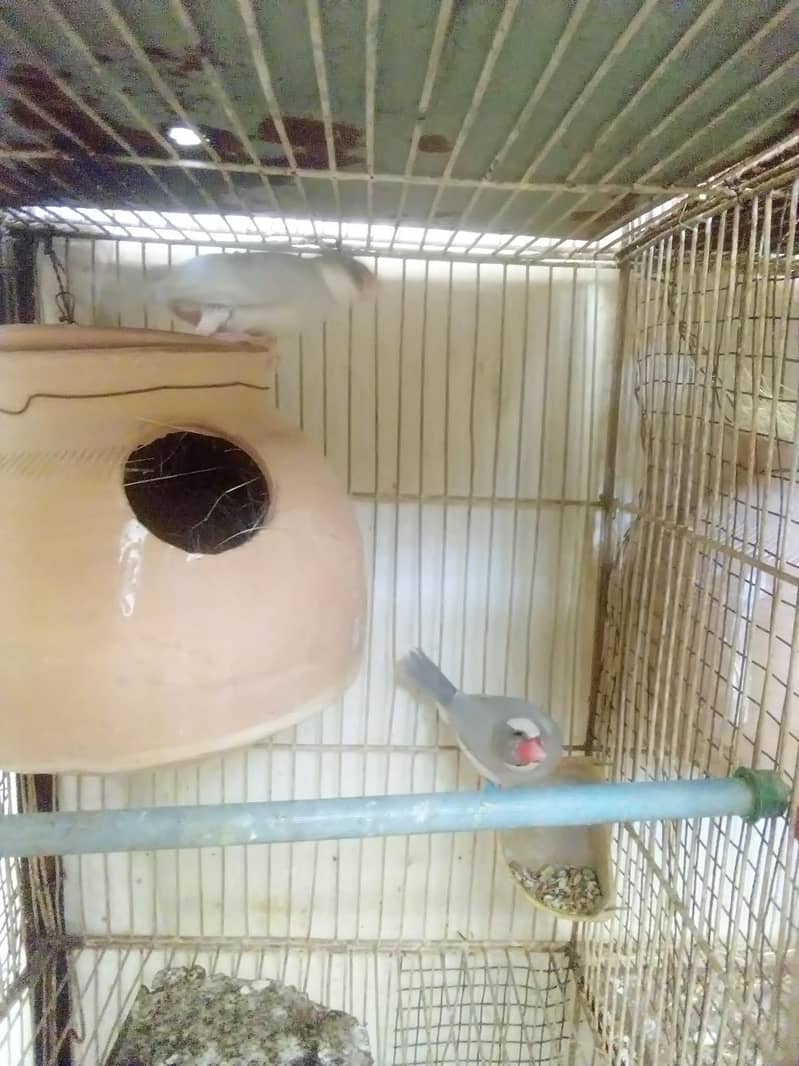 Silver Java  fresh Breeder pairs 5