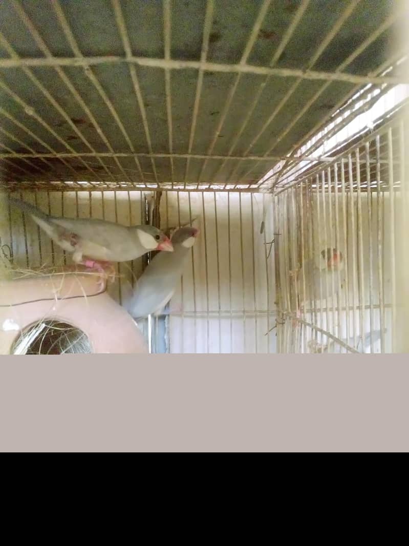 Silver Java  fresh Breeder pairs 6