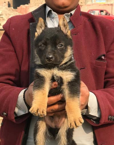 German Shepherd Dabal coat male for sale
