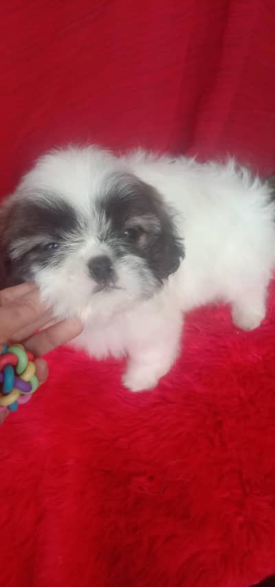Shihtzu puppy female