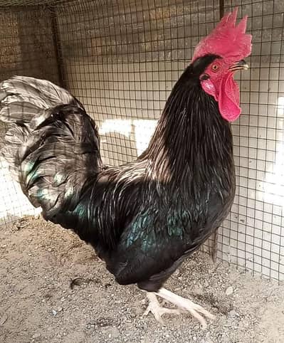 Australorp, Lohman black & golden misrii