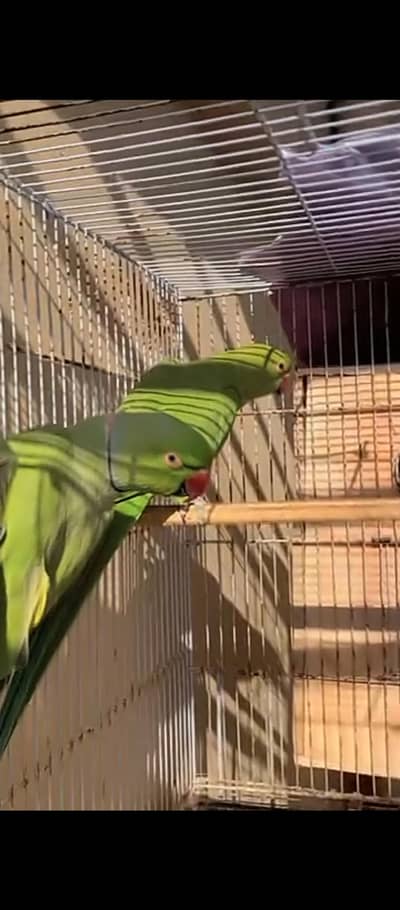 Ringneck jumbo size breeder pair.