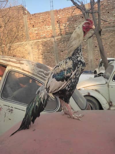 what's app num 03400540163