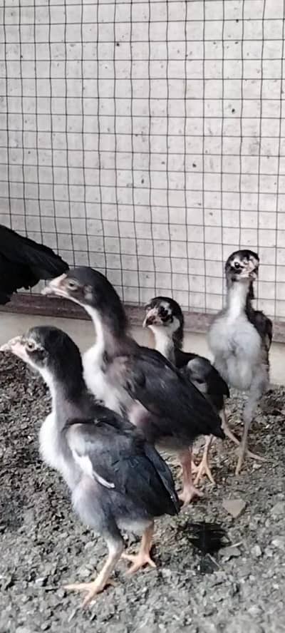 High Quality Aseel hen with Chicks thai & heera available