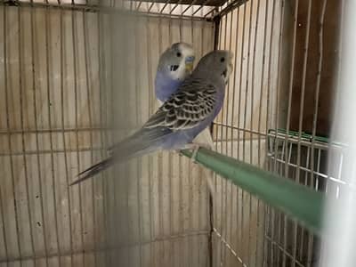 Crusted pair and tcb pair