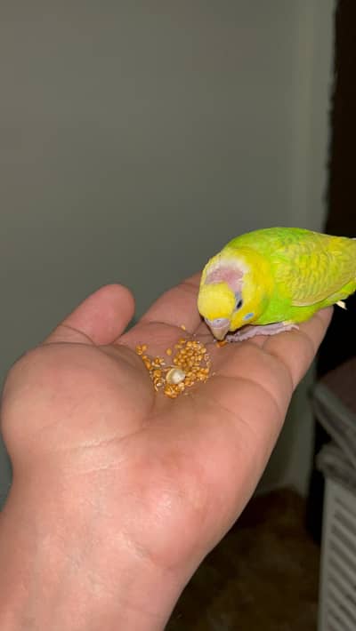 Lovebirds pair and Australian pair for sell