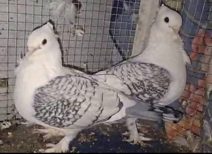 Sentiment Chocolate Cherry breeder pair for sale.