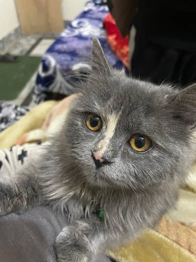 Grey Persian kitten