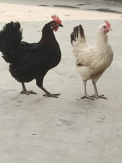Desi Hens