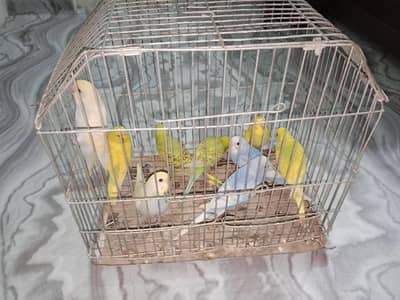 Budgie Parrots for Sale