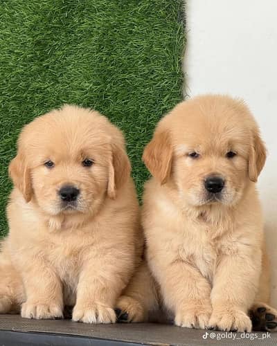 golden retriever puppies 03425655411