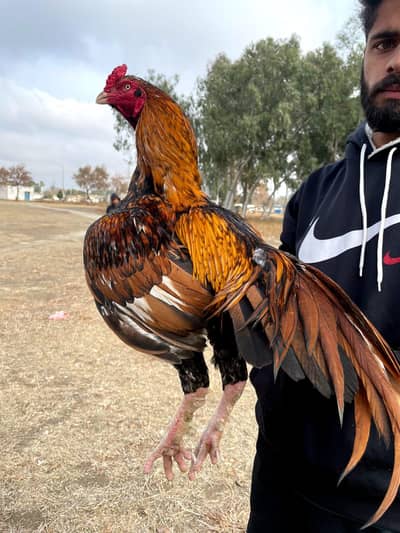 old bool ka mazboot morga