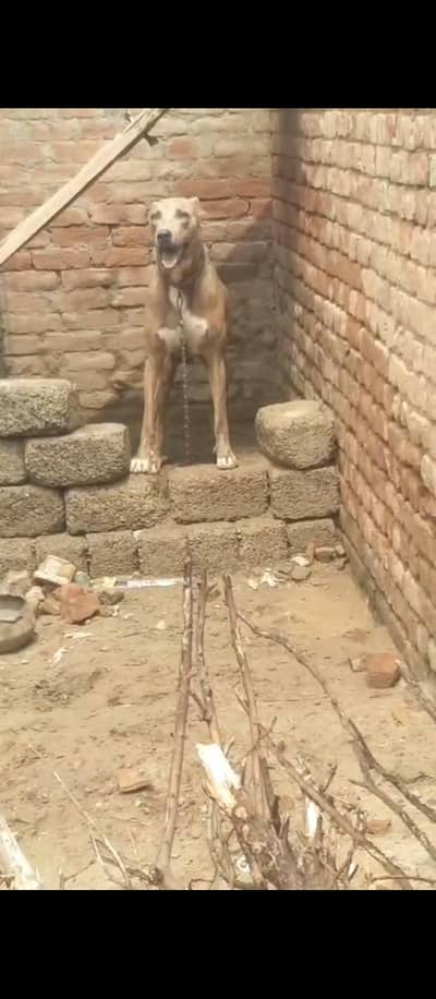 bully dog age 14 months